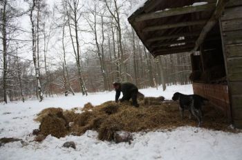 Zimowe dokarmianie na PyrzycachZimowe dokarmianie na Pyrzycach