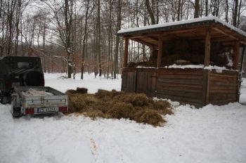 Zimowe dokarmianie na Pyrzycach