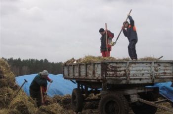 Załadunek buraków na przyczepę - obw 117