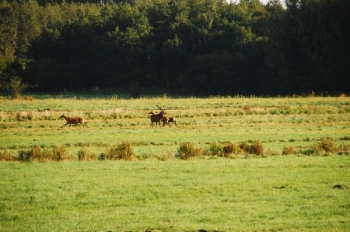 Rykowisko 2011. Fot. M. Bartoszewicz