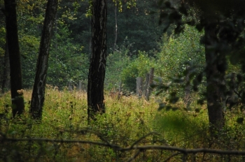 Rykowisko 2011. Fot. M. Bartoszewicz