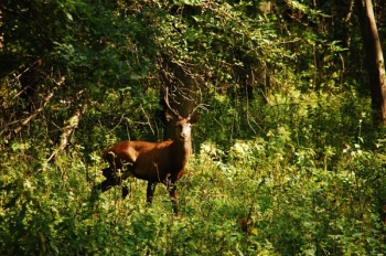 Rykowisko 2011. Fot. M. Bartoszewicz