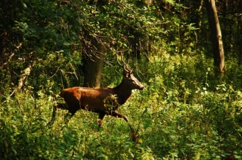 Rykowisko 2011. Fot. M. Bartoszewicz