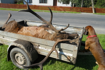 Transport do skupu. (waga tuszy 155 kg)