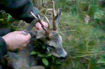 Trójtykowiec strzelony przez Waldka Dobryłko. Obwód 117.