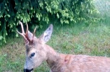 Myłkus z poprzedniego zdjęcia strzelony przez Waldka Łaskawca