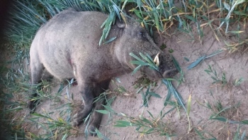 Odyniec o wadze 82 kg strzelony przez Andrzeja Słomczyńskiego. Oręż...