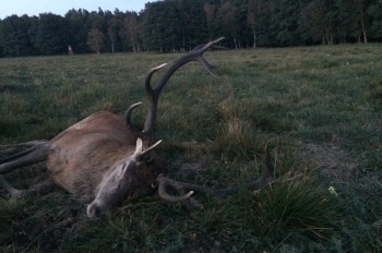 Byka Artura Turzańskiego