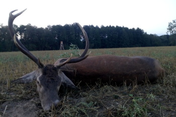 Myłkus Huberta Łaskawca